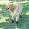 Creatwls Waterproof Dog Shoes with Adjustable Straps, Non-Slip Soles, 4-Pack view 2