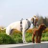 TRUE LOVE Outdoor Adventure II Reflective Dog Harness Vest TLH6071 view 2