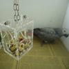DAEDALUS Parrot Feeding Cage view 3