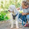 Nobby Comfort Harness Classic Preno, Raspberry/Pink, L: 50–60 cm, W: 30 mm, 1 pc. view 2