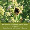 JR FARM Bavarian Catnip Sticks 8 g view 3