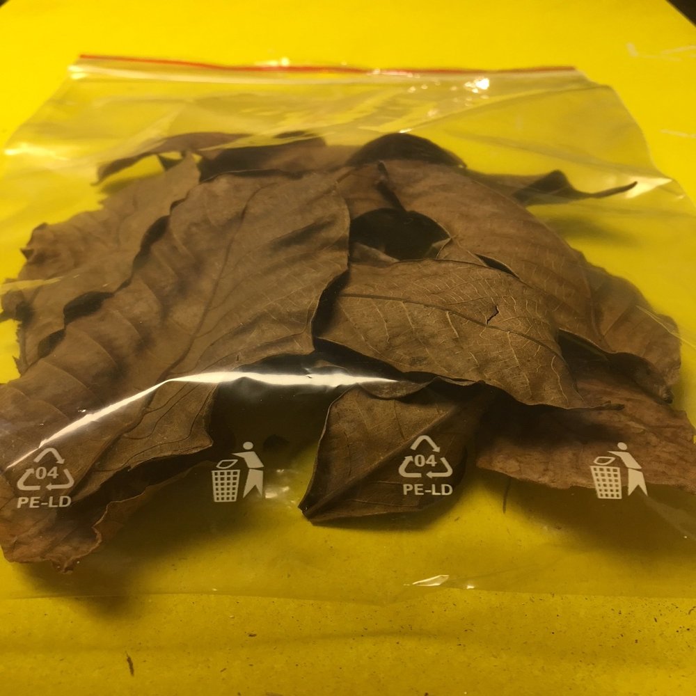 10 Walnut Leaves - Catappa Leaves