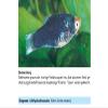 sera Phyto med Protazid 30 ml view 4