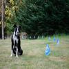 Educator 18-Gauge Boundary Wire for E-Fence Underground Dog Containment Systems, 157 cm view 3