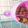Fruit and Vegetable Holder for Birds view 4