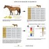 Horses Fleece Horse Blanket, Basic Model, Gray, 155 cm view 2