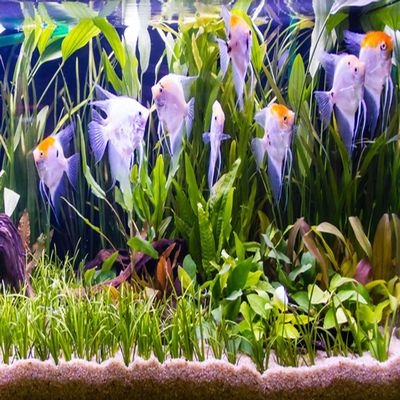 Zoomeister - Water Plant Set "Scalar" for Aquariums up to 130 L