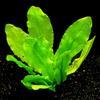 Zoomeister - Water Plant Set "Scalar" for Aquariums up to 130 L view 2