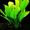 Zoomeister - Water Plant Set "Scalar" for Aquariums up to 130 L view 3