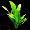 Zoomeister - Water Plant Set "Scalar" for Aquariums up to 130 L view 4