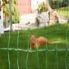 AKO Electric Netting for Small Animals and Cats, Green, 77 cm, Single Spike, 25 m view 4