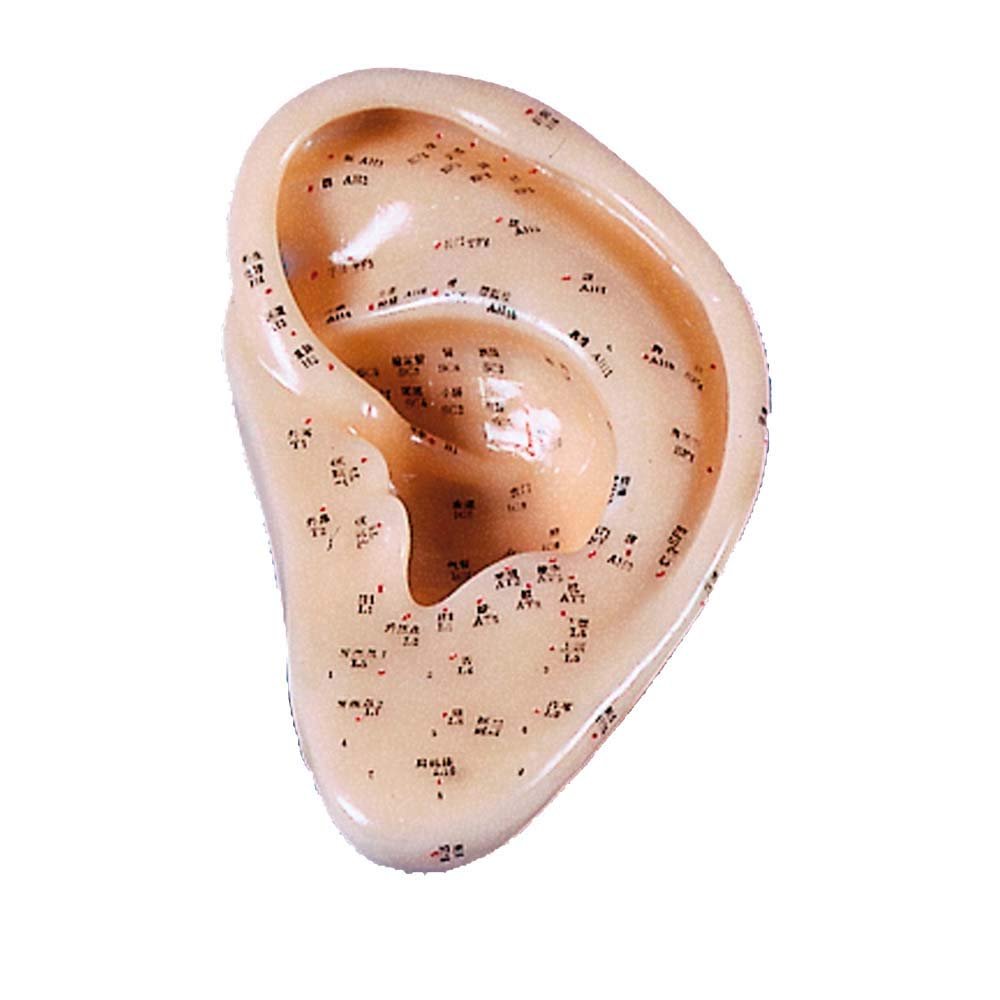 Erler Zimmer Enlarged Acupuncture Ear Model for Needling, 22 cm