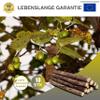 CZ Store Matatabi Sticks | 10 Pack Reusable Cat Chew Toys view 2