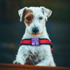 Dogtap Light Big - Digital Dog Tag for Medium to Large Dogs view 3