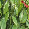 Black Pepper Extract, Water-Soluble, Made in Germany (1000 g) view 2