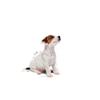 Royal Canin Mini Puppy Wet Dog Food, 12 x 85 g view 4