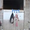 Perry Equestrian Sturdy Handy 4-Hook Hanger, Blue view 4