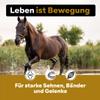 Senior Horse Joint Powder – Devil’s Claw + Green-Lipped Mussel Powder + Glucosamine, HGMforte 900 g, by Veterinarian Dr. Knoop view 2