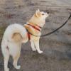 Twinkys Dog Style Reflective Black Dog Long Line, 20 m, 20 mm view 4