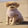 Barefoot Dreams CozyChic Ribbed Dog Sweater, Vintage Design, Pink view 3