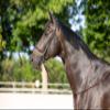 Kieffer Ultrasoft Celia English Bridle view 2