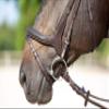 Kieffer Ultrasoft Celia English Bridle view 3