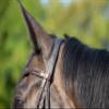 Kieffer Ultrasoft Celia English Bridle view 4