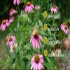 Millefolium C6, 5 g Organic Globules, Radionically Informed view 4