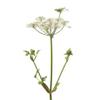 ORGANIC ANGELICA (Angelica archangelica) Essential Oil - 10 ml - 100% Pure, Natural, ChromaCert Certified - Chemotyped & Complete view 3