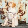 Retriever/Slip Lead Sporty Style | Durable 8 mm Rope Dog Leash with Clamp & Collar Function | Weather-Resistant and Easy-Grip view 4