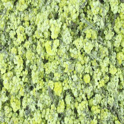 1000KRÄUTER Yellow Everlasting Flowers, Whole Cat's Paws Herbal Tea (1000 g)