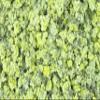 1000KRÄUTER Yellow Everlasting Flowers, Whole Cat's Paws Herbal Tea (1000 g) view 1