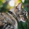 Loki Posen Black Gold Green Breakaway Cat Collar, 8–30.5 cm, 1.27 cm Wide, Model BAC-WAV037-NM view 2
