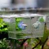 Yinong S/M Breeding Box for Fish view 3
