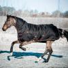 CATAGO Endurance 1680D Outdoor Horse Blanket, 300 g - Black - 125 cm view 2