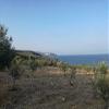 Corovita Organic Extra Virgin Olive Oil, Turkey & Greece, 500 ml view 4