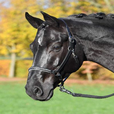 Busse Colour-WAVE Leather Halter SHbk/si