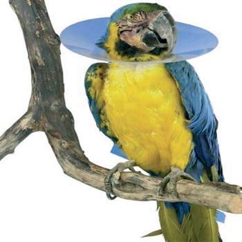 TODOPETS Bird Collar 80 mm Buster 2 cm Interior