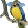 TODOPETS Bird Collar 80 mm Buster 2 cm Interior view 1