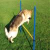 Pet Brands Agility Hurdle Jump view 2