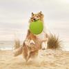 Gloria Dog Frisbee view 2