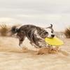 Gloria Dog Frisbee view 3