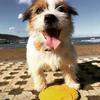 Gloria Dog Frisbee view 4