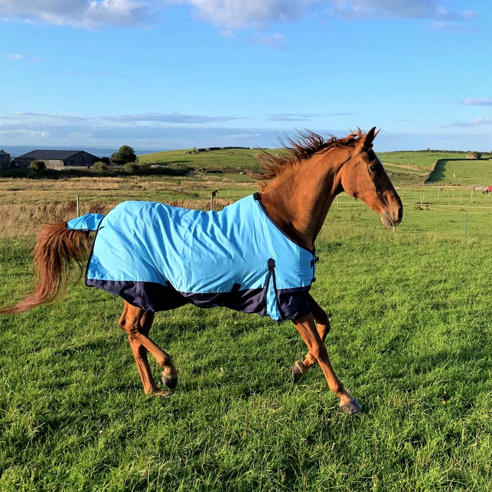 Horse Blanket, 600D, Lightweight, Waterproof, 100 g