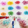 12-Color Set Mixed Dried Flower Nail Art Stickers view 2