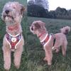 iGadgitz Home U7047 - Dog Harness, Puppy Harness, Reflective Dog Harness - Black - Medium view 4
