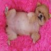 Maran Cozy Washable Pet Bed with Cushion, Rose Red, 50 × 50 × 20 cm view 3