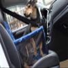 Myuilor Portable, Foldable Car Seat for Dogs and Cats up to 30 lb, with Safety Belt, Blue view 2