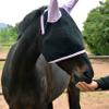 LOVEHORSES Fly Protection for Horses, Made in Italy, Standard 100 by OEKO-TEX Certified Mesh, Lilac, Medium/Cob view 2