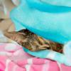 Dog Blanket for Cats, Soft, High Quality, Washable, Warm, Cozy, Fleece, for Small Dogs, Cats, Blue view 3